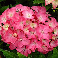Гортензія крупнолистова "Saxon Style Pink" Р12