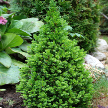 Ялина канадська Коніка  (Conica) С4