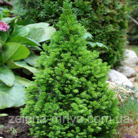 Ялина канадська Коніка  (Conica) С4, фото 1
