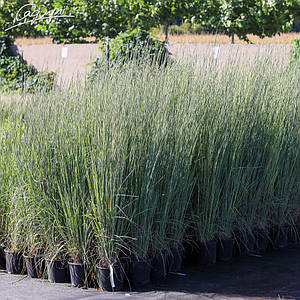 Бородач Жерарда. Контейнер 3 л