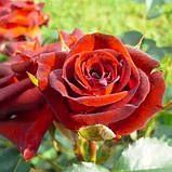 Троянда спрей Браун Шугер (Brown Sugar), фото 2