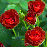 Троянда спрей Браун Шугер (Brown Sugar), фото 3