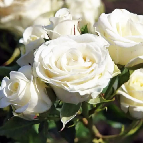 Троянда спрей Вайт Леді (White Lady), фото 1