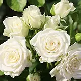 Троянда спрей Вайт Леді (White Lady), фото 3