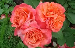Троянда шраб "Emilien Guillot"