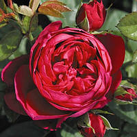 Троянда флорибунда "Ascot"
