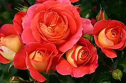 Троянда флорибунда "Gebruder Grimm"