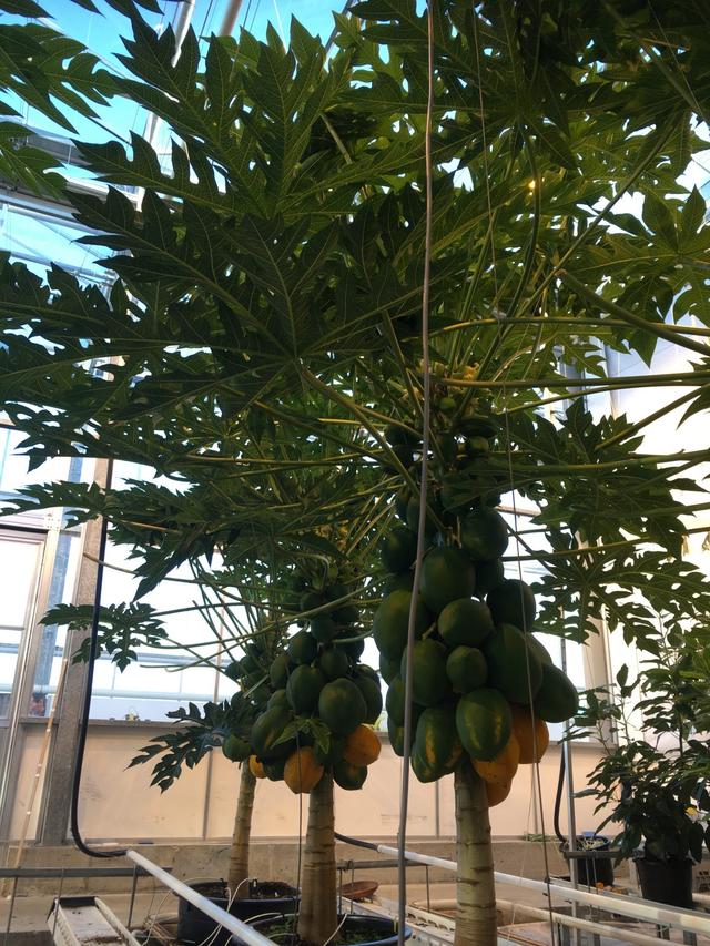 tropicheskie-fruktovye-papaiya teplica