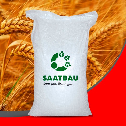 Озима пшениця Балатон 1-а репродукція безостая, фото 1