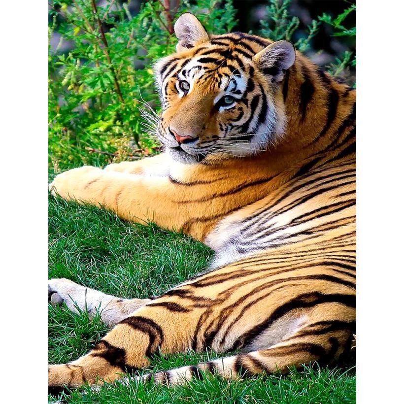 Картина за номерами Великий Тигр 40х50 см RA73562 в коробці з акриловими фарбами, фото 1