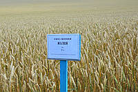 Семена озимой пшеницы Юлия СН-1