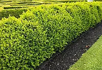 Самшит вічнозелений Buxus sempervirens С1