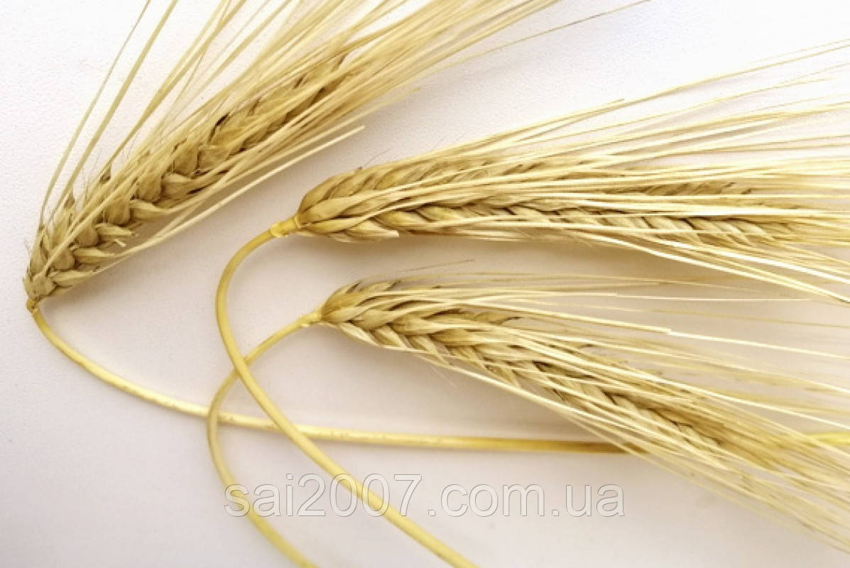 Насіння озимого ячменю Дев'ятий Вал 9-й вал ЕЛІТА, фото 1