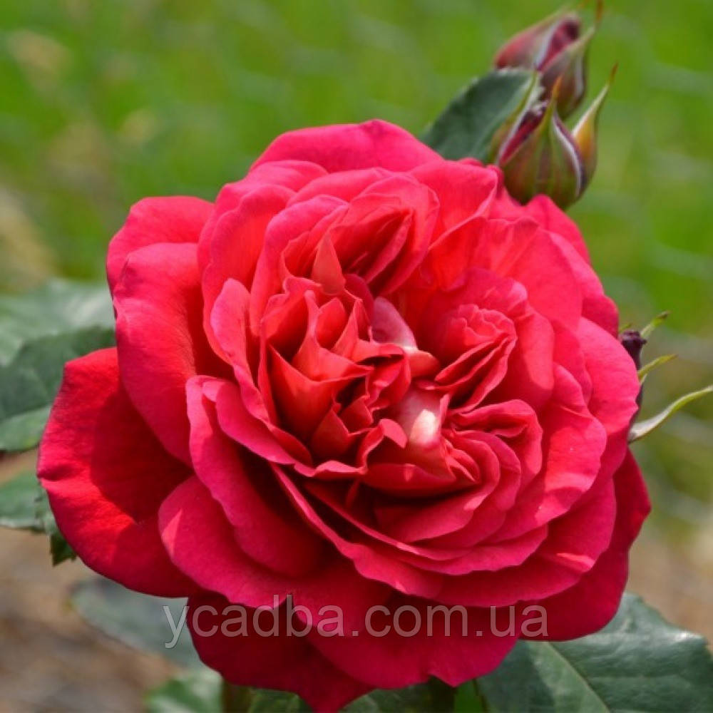 Троянда флорибунда Монна Ліза, фото 1