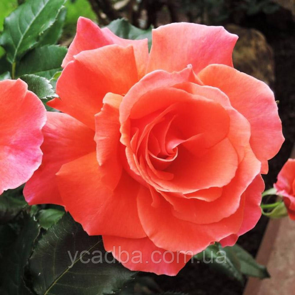 Троянда флорибунда Ай Ем Макмілан, фото 1