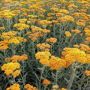 Деревій гібридний 'Terracotta'. Контейнер 3л