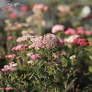 Деревій гібридний Tutti Frutti 'Apricot Delight ®'. Контейнер 1,5 л