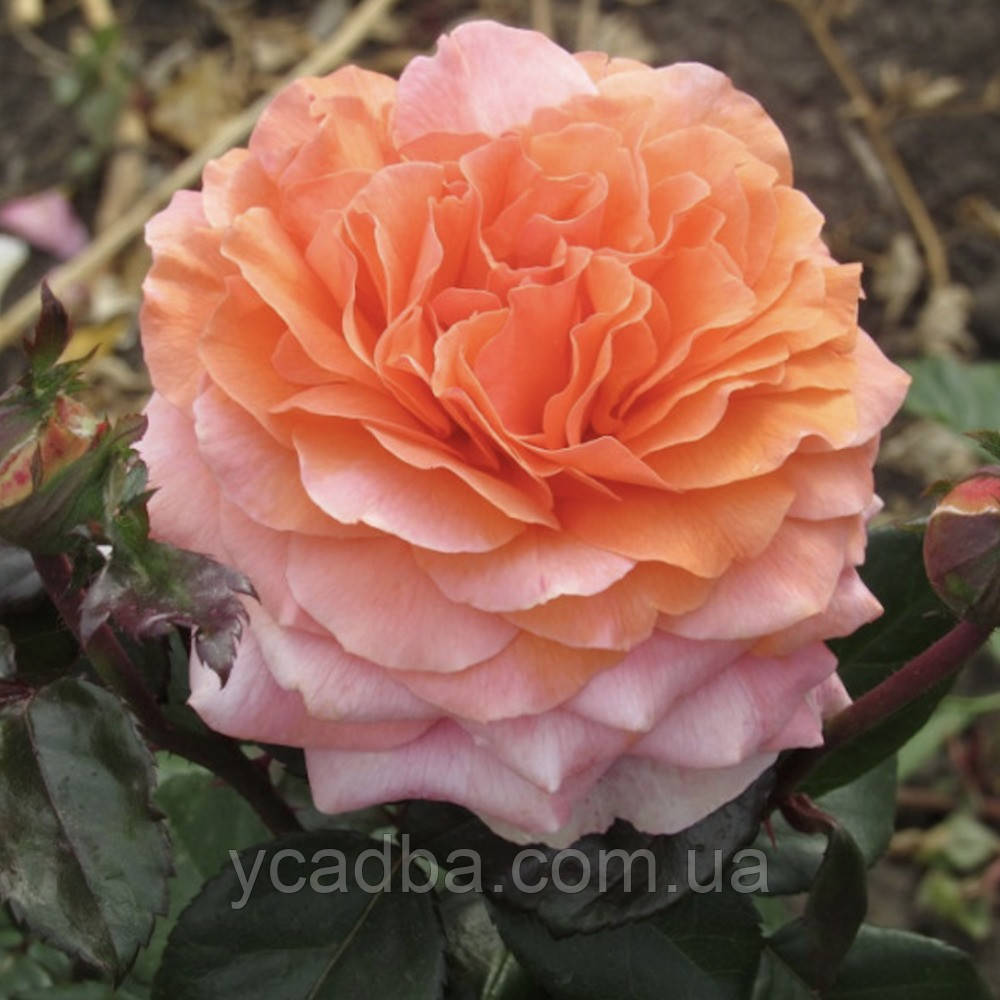 Троянда флорибунда Віасільва (тубус), фото 1
