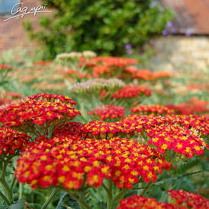 Деревій гібридний 'Walter Funke'. Контейнер 0,5л