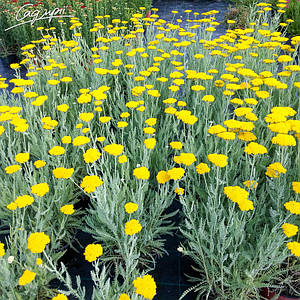 Деревій таволговий 'Schwellenburg'. Контейнер 0,5 л