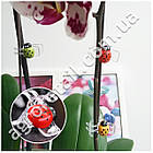 Затискач Сонечко для орхідей Алеана, фото 2