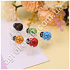 Затискач Сонечко для орхідей Алеана, фото 3