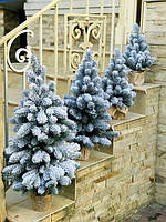 Ялинки в горщику