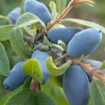 Жимолість Вітамінна, рання, 1 рік, фото 1