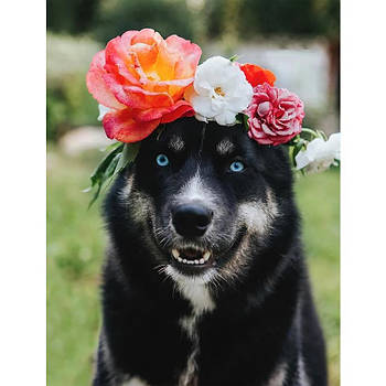 Картина за номерами Чорний пес із вінком на голові 40х50 см RA73559 в коробці з акриловими фарбами