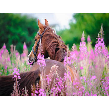 Картина за номерами Кінь лежить на лузі 40х50 RA73544 в коробці з акриловими фарбами