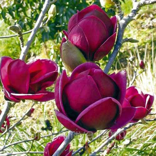 Магнолія суланжа Блек Тюліп (Black Tulip) 2 річна С5
