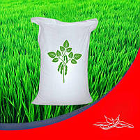 Насіння сої Аполло під Раудап Еліта, фото 2