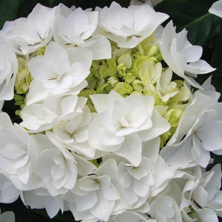 Саджанці Гортензії крупнолистної Доппіо Б'янко (Hydrangea macrophylla Doppio Bianco) Р9, фото 1