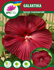 Гібіскус трав'янистий Galaktika