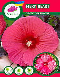 Гібіскус трав'янистий Fiery Heart
