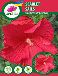 Гібіскус трав'янистий Scarlet Sails