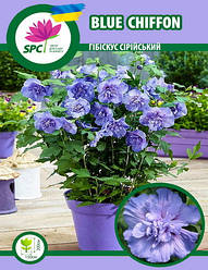 Гібіскус сірійський Blue Chiffon