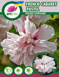 Гібіскус сірійський French Cabaret Pastel