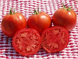 Лінда F1 насіння томату Sakata Франція 500 шт, фото 4
