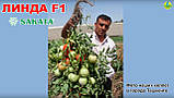 Лінда F1 насіння томату Sakata Франція 500 шт, фото 3