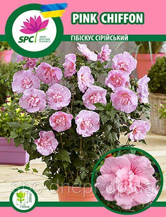 Гібіскус сірійський Pink Chiffon