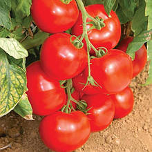 Лінда F1 10 шт насіння томату Sakata Франція