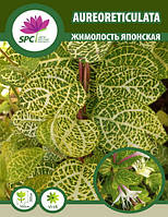 Жимолость японская Variegata