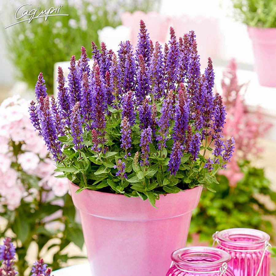 Шавлія дібровна 'Blue Bouquetta'®, ВКС, фото 1