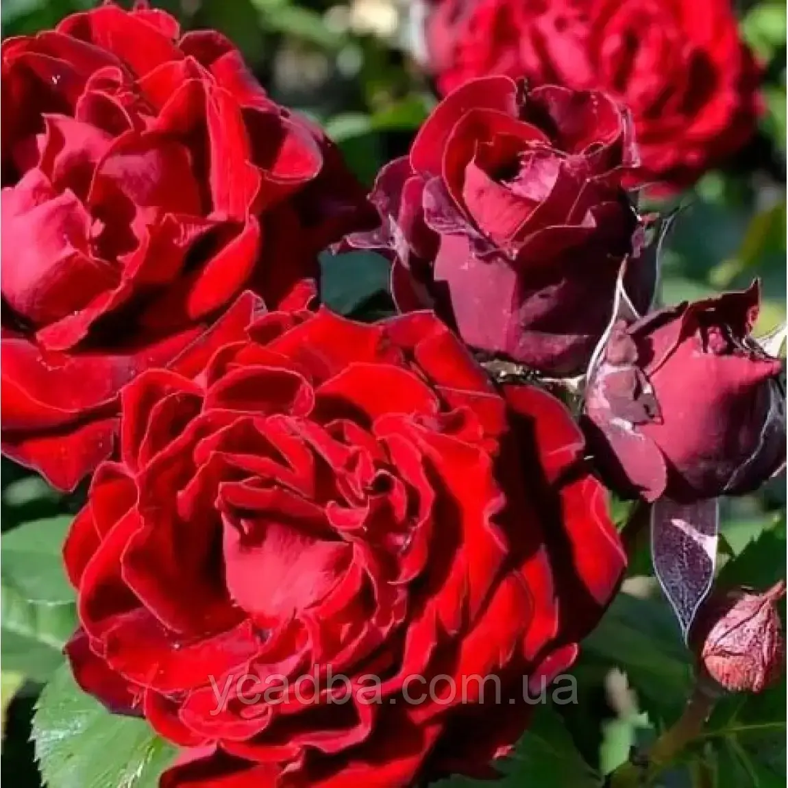 Троянда японка Таманго, фото 1