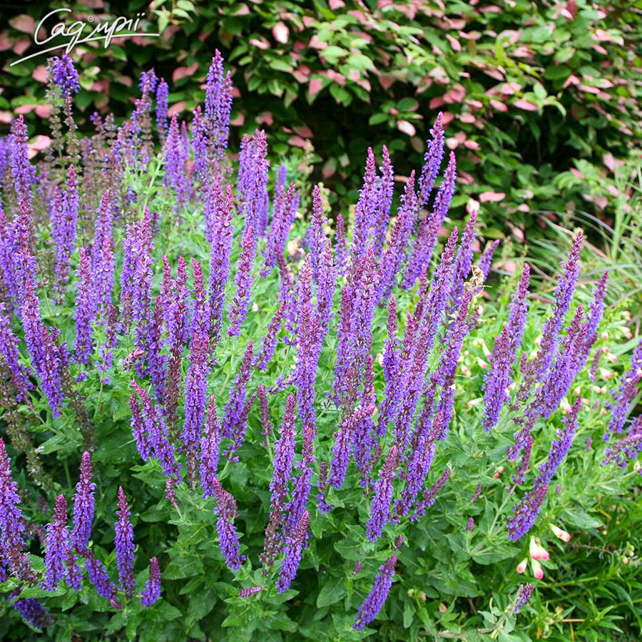 Шавлія дібровна 'Ost Frіesland'. Контейнер 2 л, фото 1