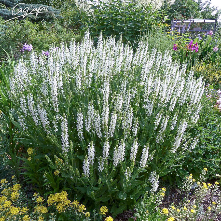 Шавлія дібровна 'Schneehugel'. Контейнер 0,5 л, фото 1