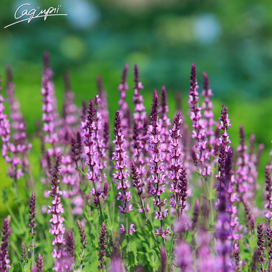 Шавлія лісова 'Sensation Rose'®. Контейнер 0,5л, фото 1