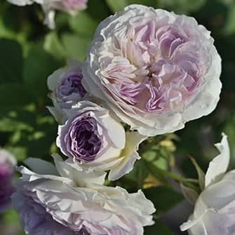 Саджанці троянд Рафлз, Японки, Рококо