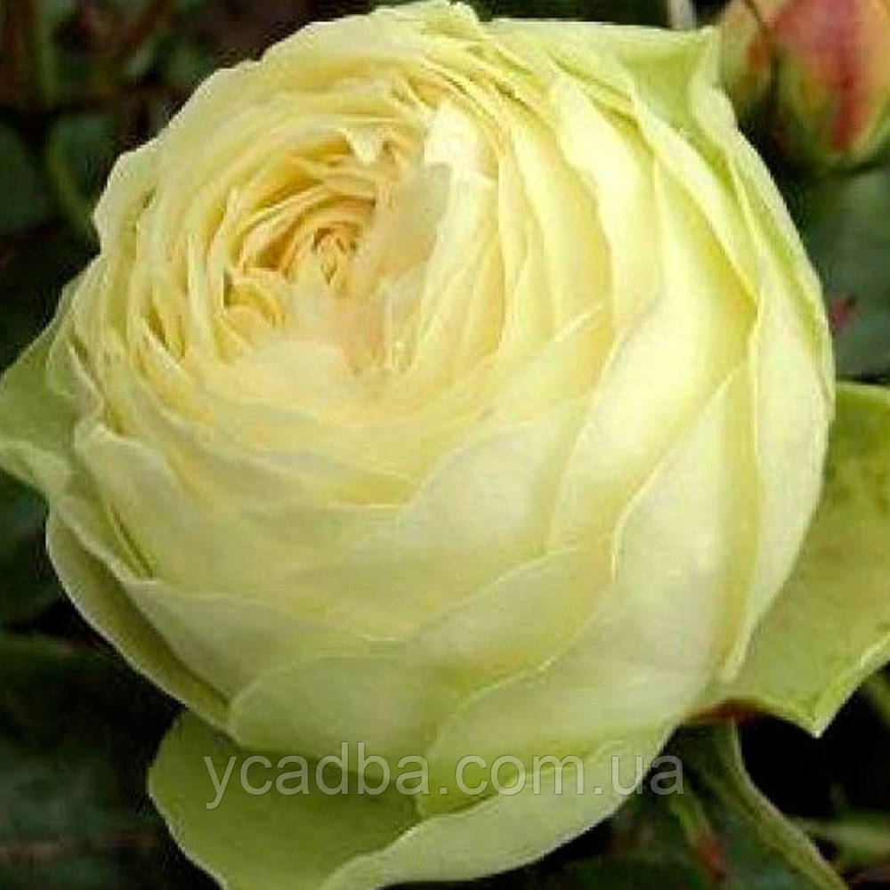 Троянда Лемон Рококо